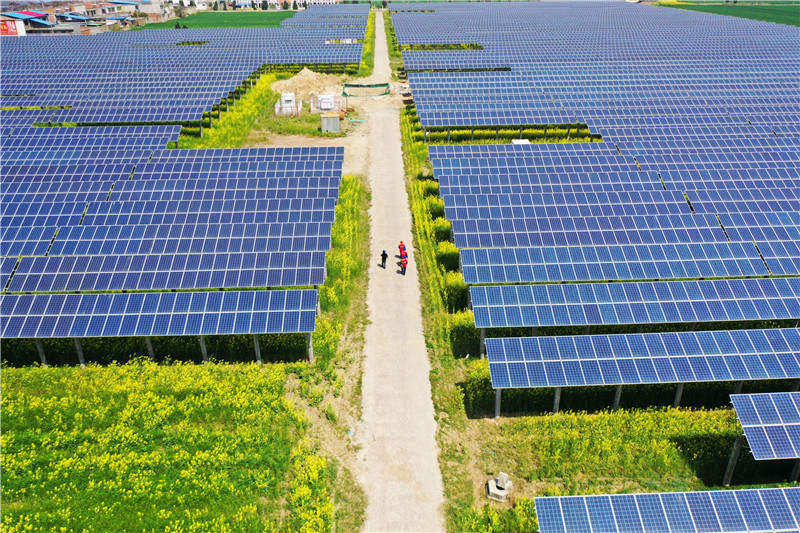 瓜蒌+光伏 增加就业促增收