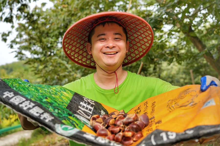 广德柏垫镇凤桥社区板栗丰收。程力摄