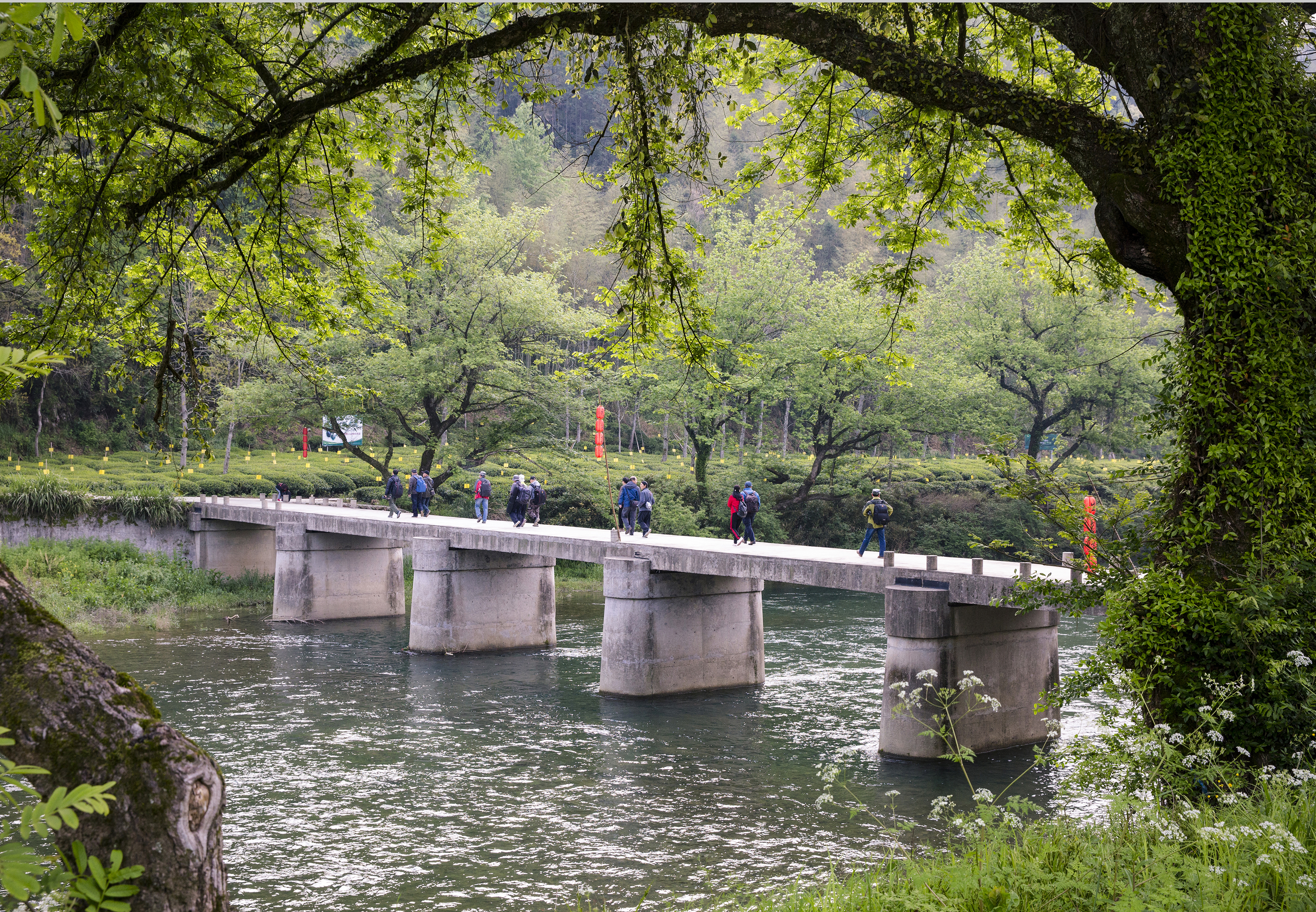 03 走进茗洲 作者:汪松和 03 走进茗洲 作者:汪松和