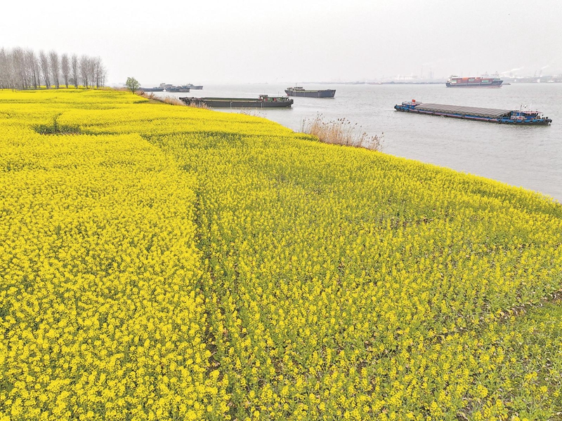 3月16日，位于铜陵市郊区江堤公路旁的油菜花进入开花季节，岸边一片金黄。.jpg