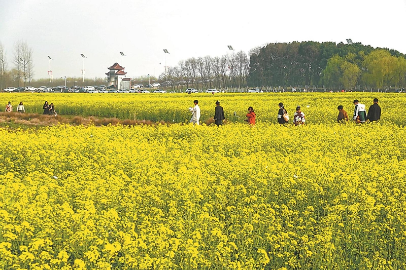3月16日，在位于巢湖北岸的肥东县长临河镇罗家疃村，成片油菜花迎春绽放，吸引不少游客前来赏花。.jpg