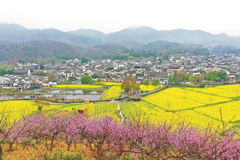 3月17日，黟县西递镇的油菜花竞相绽放，与粉墙黛瓦的徽派民居相映成趣，呈现出一派春意盎然的宜人景象。.jpg