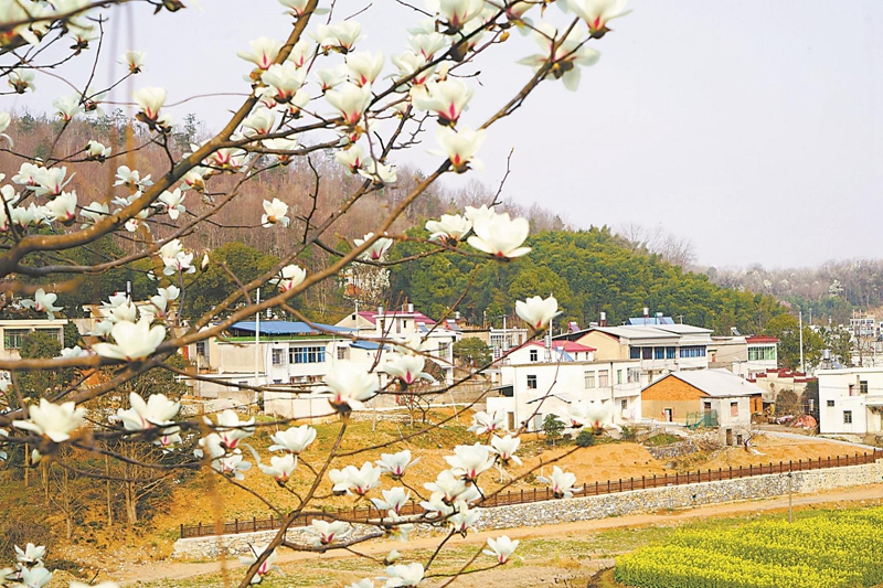 眼下，怀宁县石镜乡邓林村山谷中，20万株望春花树或白或红的花朵挂满枝头，与正在开放的油菜花相映成景，吸引许多游客前来赏花。.jpg