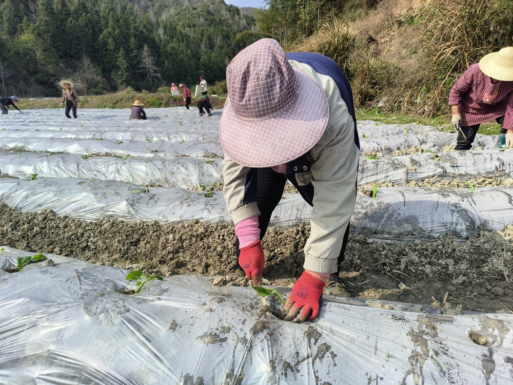 东至县木塔乡：春种好时节 烟叶移栽忙