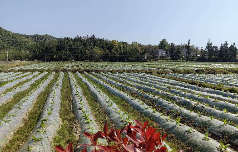 东至县木塔乡：春种好时节 烟叶移栽忙