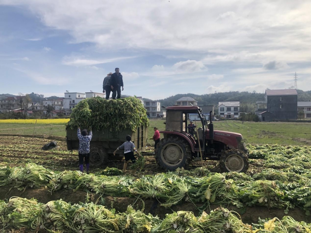 东至县青山乡双港村的雪菜种植基地
