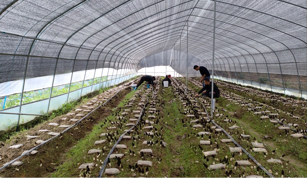 东至县青山乡叶桥村大棚种植基地 东至县青山乡叶桥村大棚种植基地
