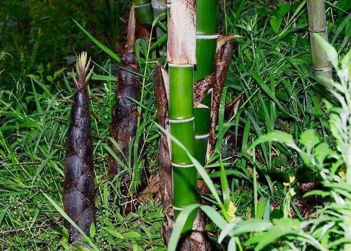 东至县木塔乡大力保护和培育竹笋资源