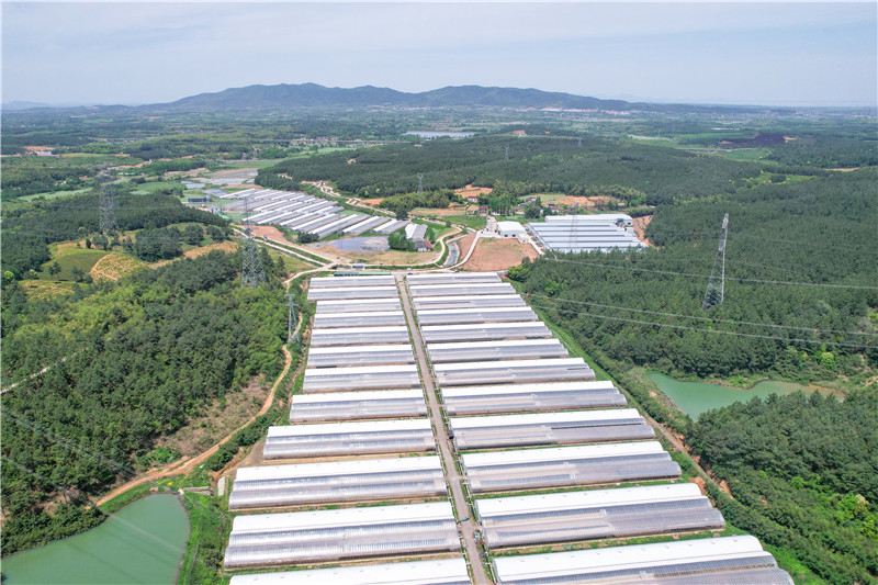 俯瞰茶山中的蛋鸭养殖基地。受访者供图