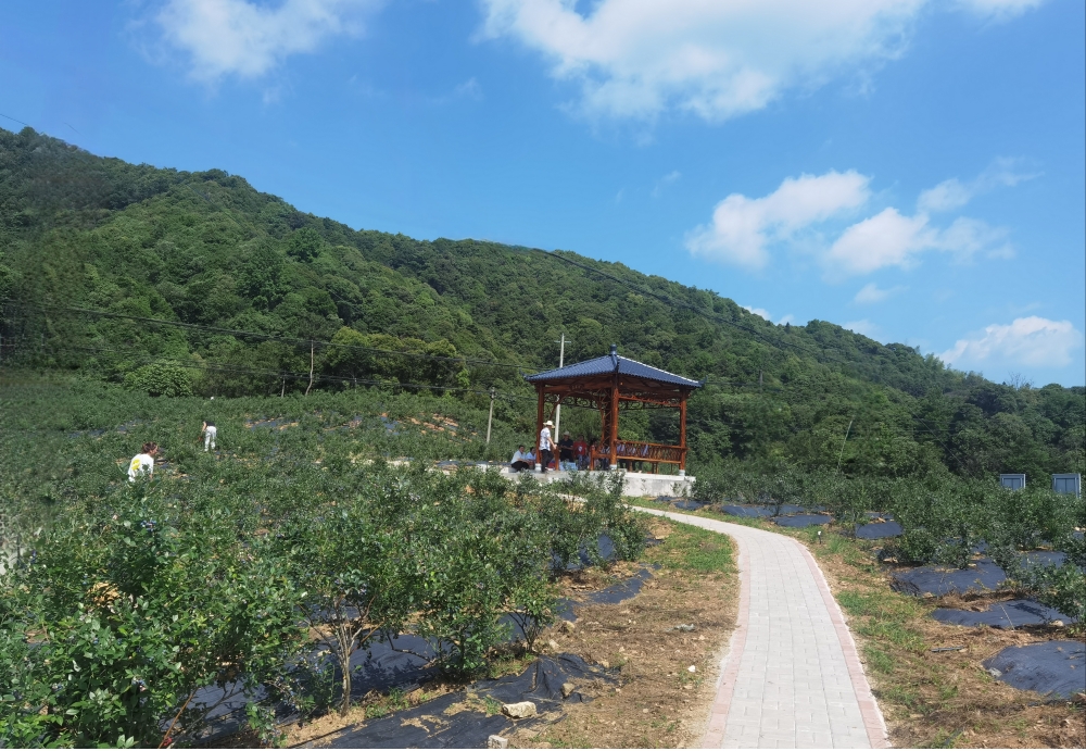 东至县木塔乡祝山村生态蓝莓园 东至县木塔乡祝山村生态蓝莓园