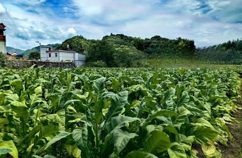 烤烟种植是苏村村的传统主导产业之一