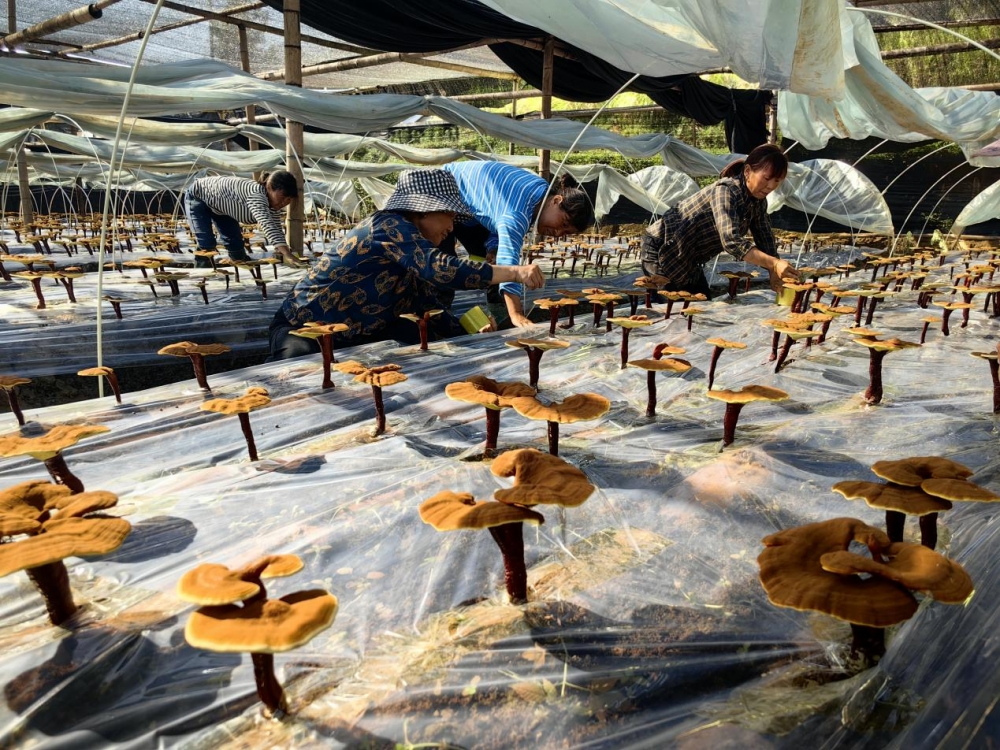 东至县木塔乡横山村大棚灵芝种植基地 东至县木塔乡横山村大棚灵芝种植基地