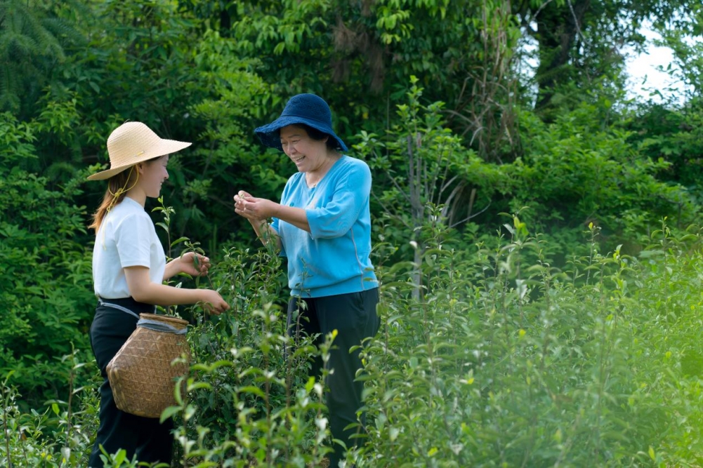 东至县木塔乡:以茶助增收 做活“茶”文章 东至县木塔乡:以茶助增收 做活“茶”文章