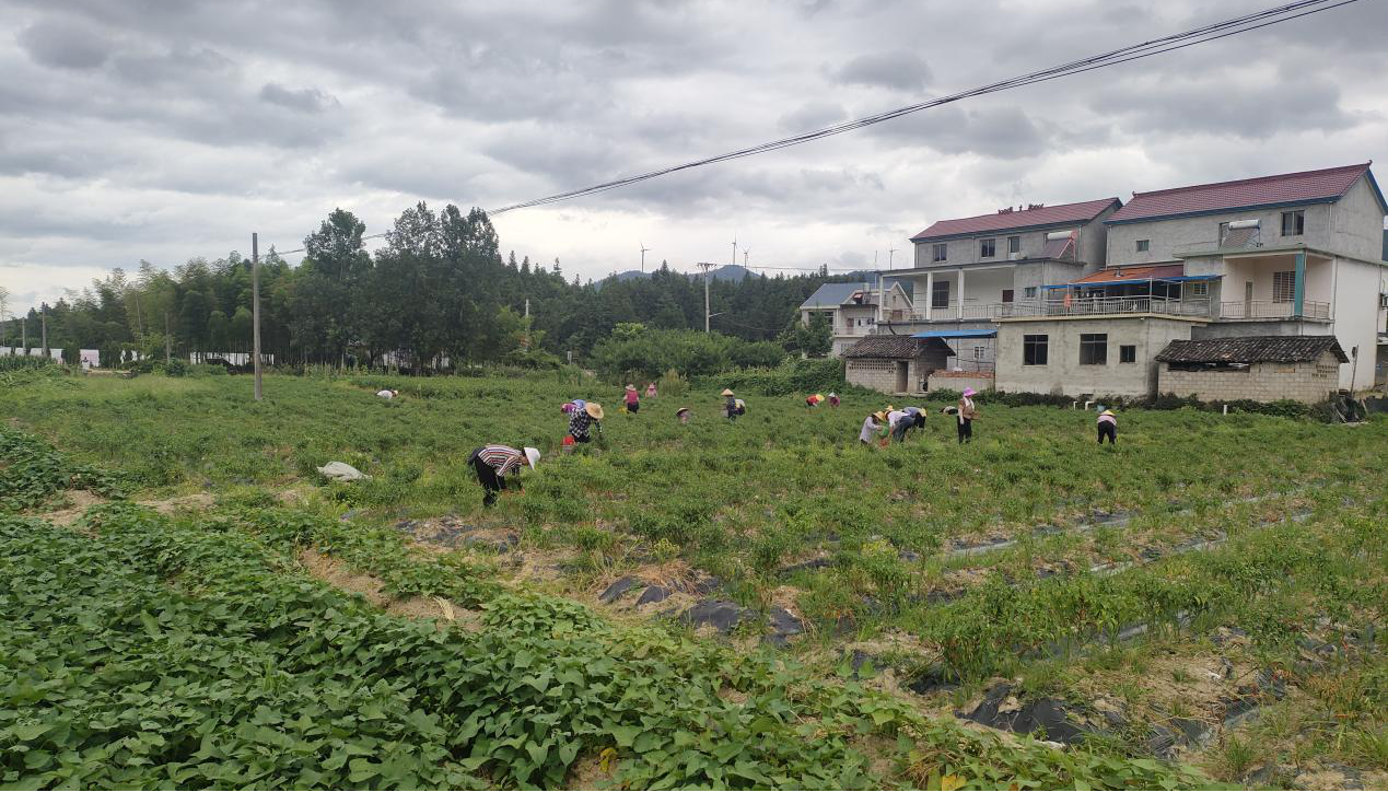 东至县木塔乡荣兴村辣椒种植基地