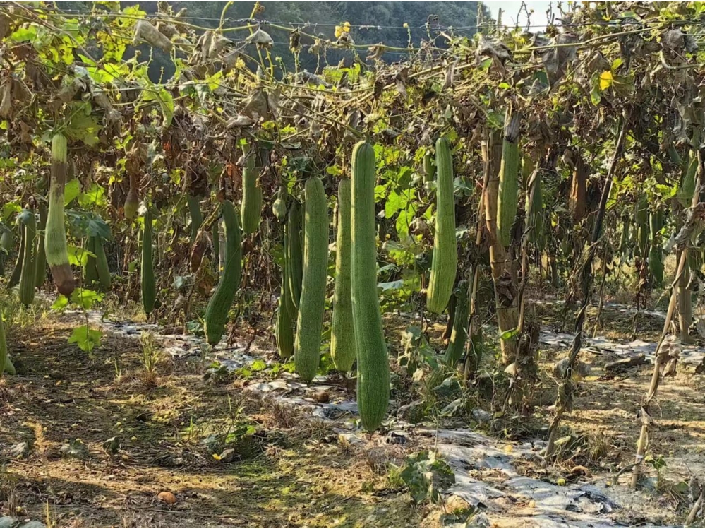 东至县青山乡梅塘村丝瓜络种植基地