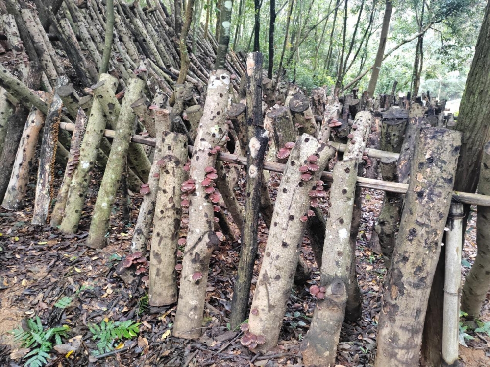 东至县木塔乡祝山村林下椴木香菇种植 东至县木塔乡祝山村林下椴木香菇种植