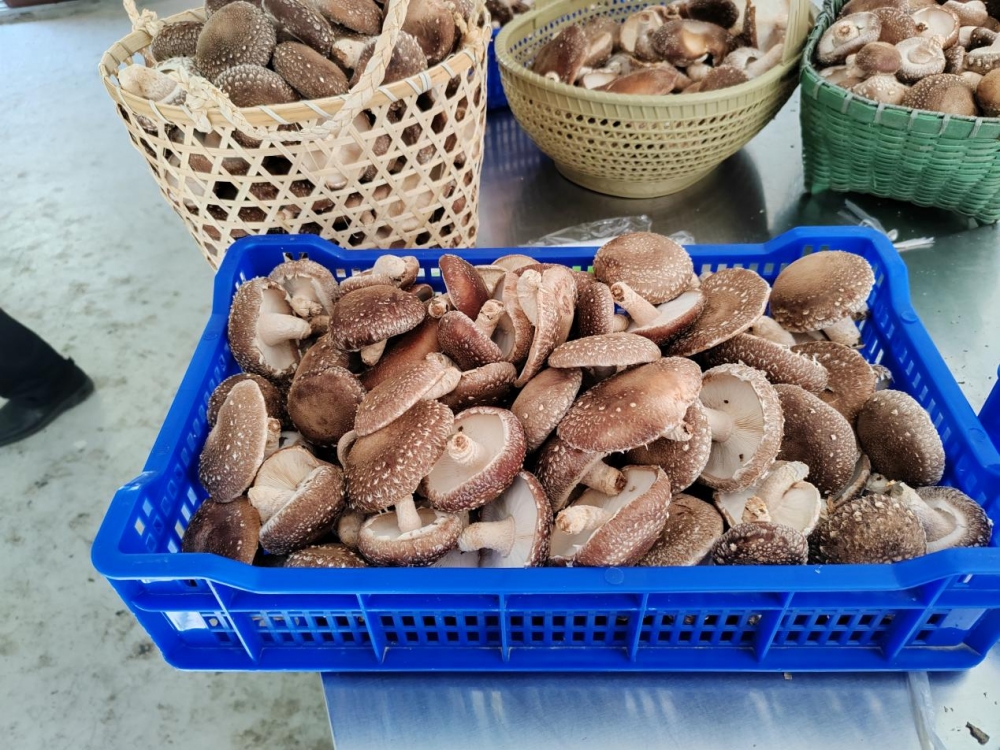 林下椴木香菇与野生无异,口感鲜香滑腻 林下椴木香菇与野生无异,口感鲜香滑腻