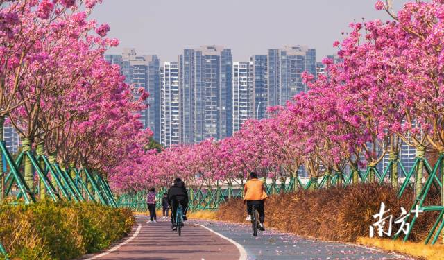 江门紫花风铃木悄然绽放，走在路上像极了漫画中的场景，又美又梦幻。