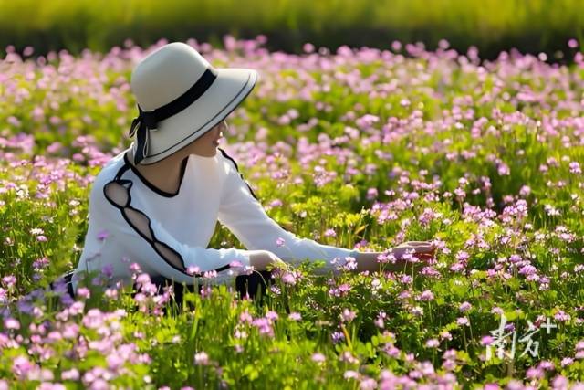 云浮罗定市紫云英陆续盛开，吸引游客前来打卡拍照。