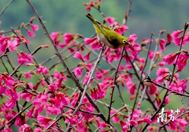 广州黄埔创业公园樱花盛开，绣眼在花丛中欢乐觅食。