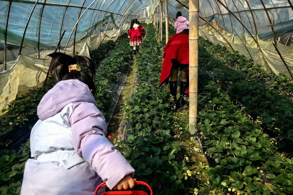 东至县木塔乡横山村的大棚草莓进入销售旺季