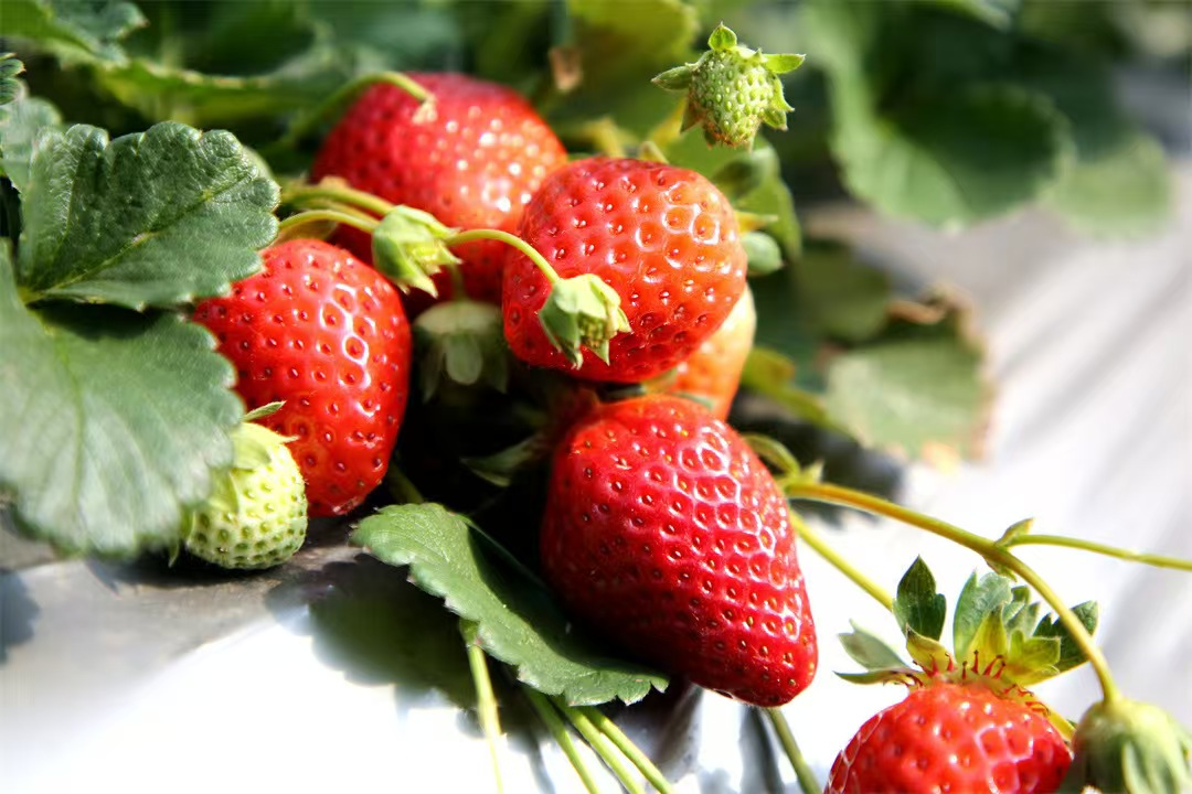 东至县木塔乡横山村的生态草莓