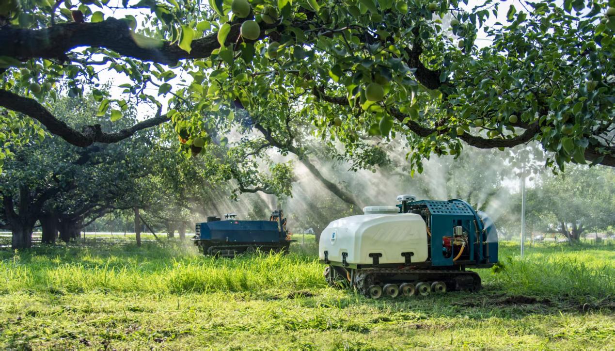 宿州砀山推广“人工智能+数字果园”模式，果园机器人正在喷洒生物农药。宿州市委宣传部供图