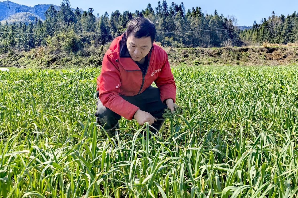 叶永亮在四季豆幼苗基地查看苗情 叶永亮在四季豆幼苗基地查看苗情