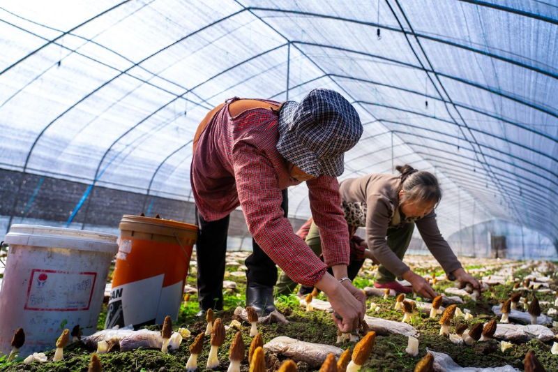 东至县青山乡叶桥村羊肚菌种植基地 东至县青山乡叶桥村羊肚菌种植基地