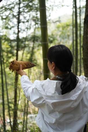 清明期间,住客在体验挖笋