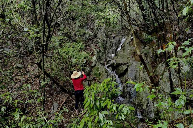 东至县木塔乡野生茶资源丰富
