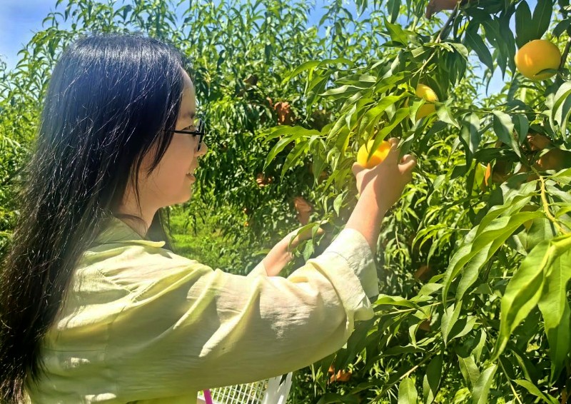 在木塔乡茶溪村尚河滩沙滩桃园，游客们体验摘桃的快乐