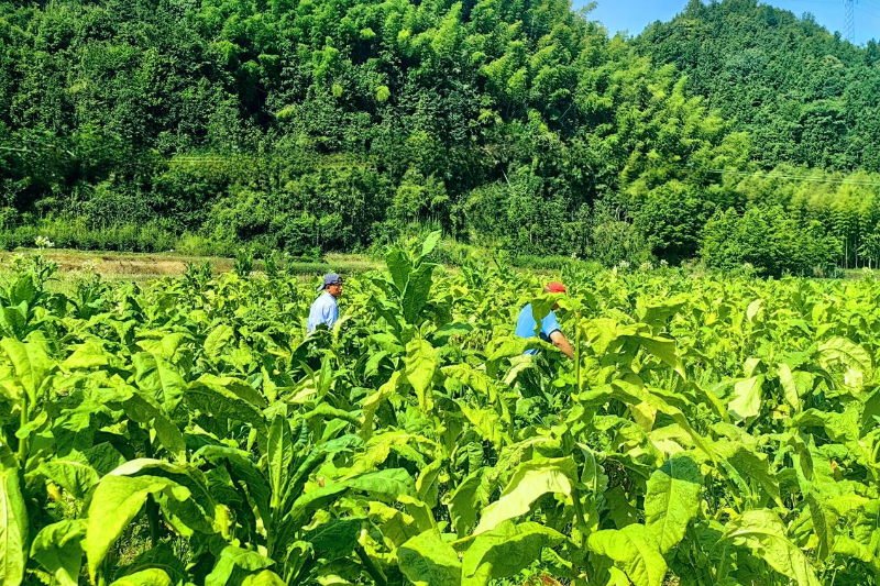 东至县木塔乡苏村村,烟田里一片繁忙景象 东至县木塔乡苏村村,烟田里一片繁忙景象
