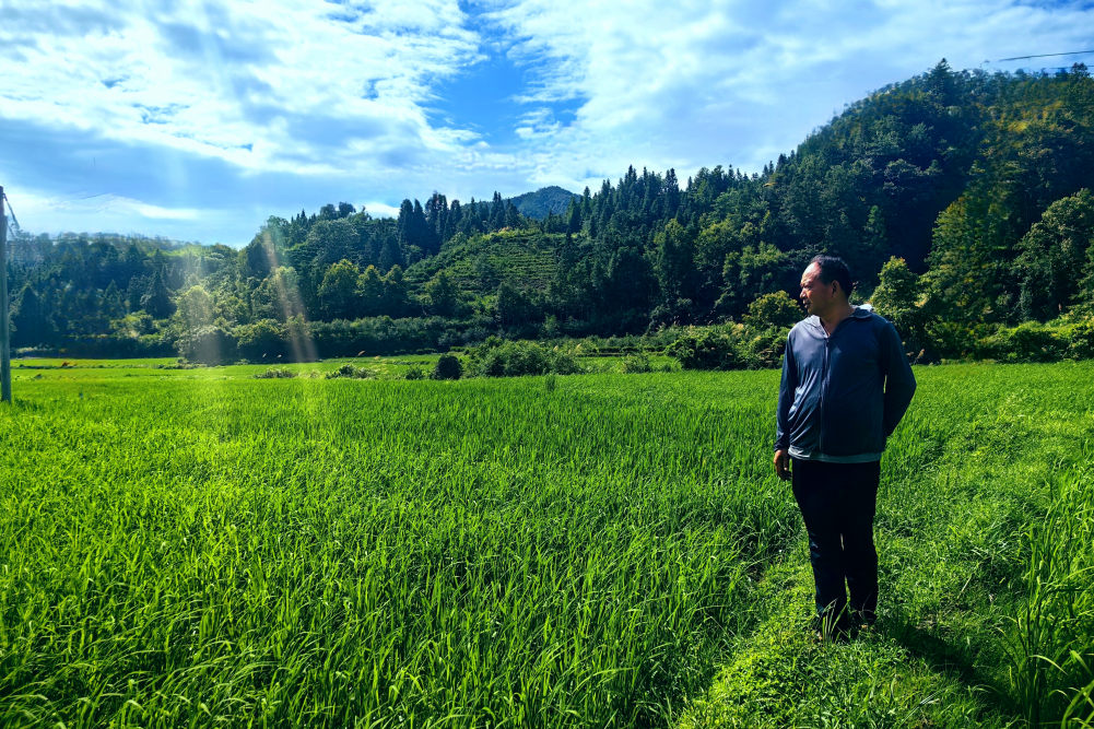 新农人、蘭山家庭农场老板程千宏站在稻田边