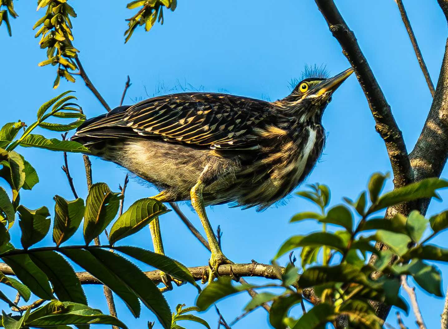摄影爱好者首次在祁门拍摄到“三有”鸟类绿鹭