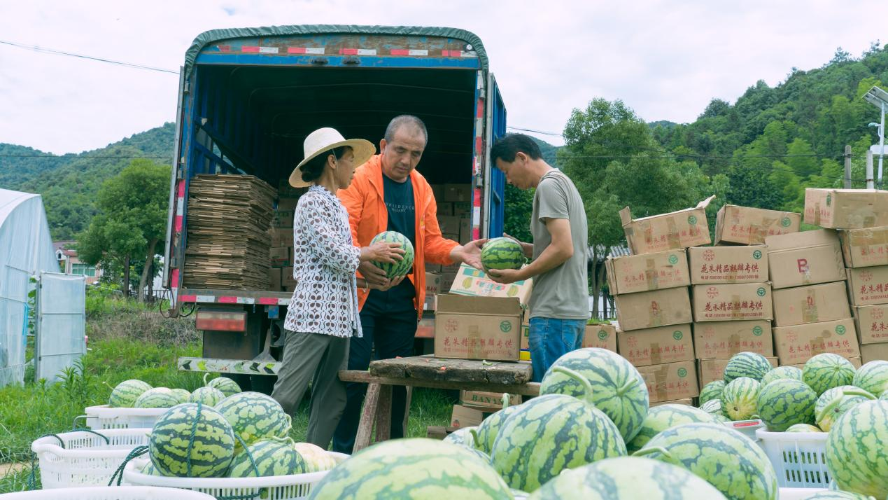 东至县青山乡叶桥村西瓜基地迎来销售旺季