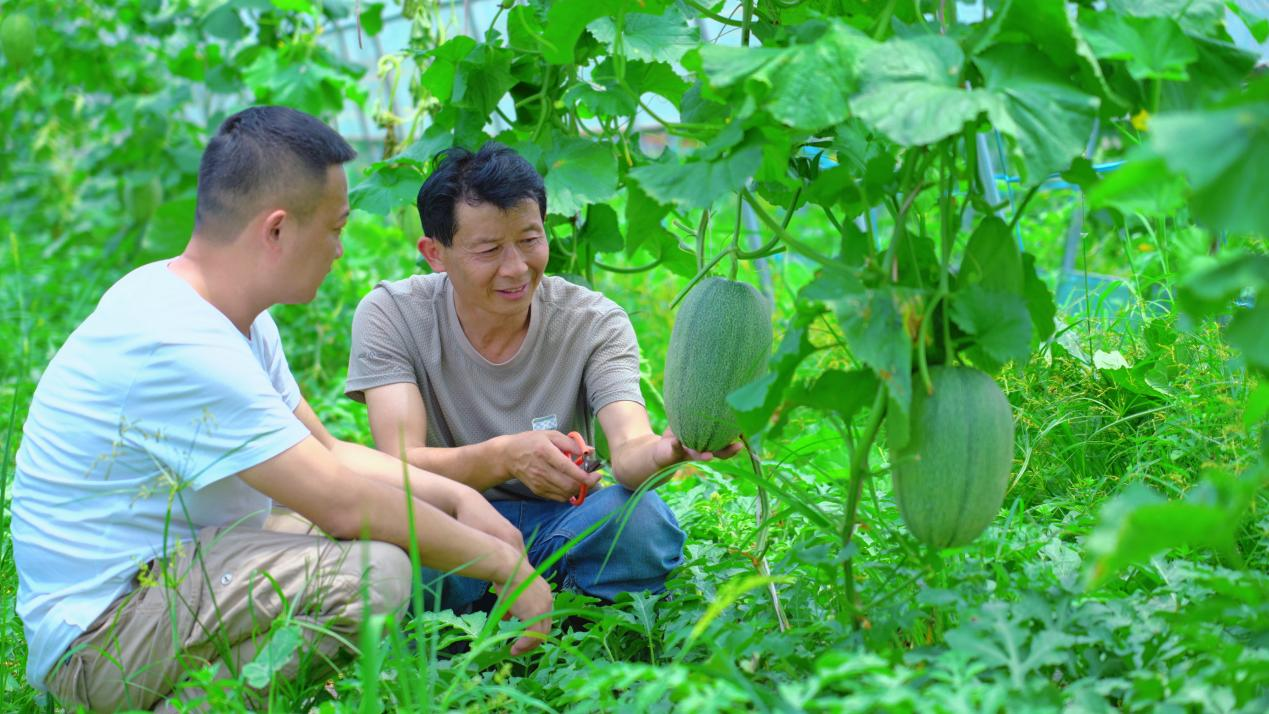东至县青山乡叶桥村西瓜基地迎来丰收