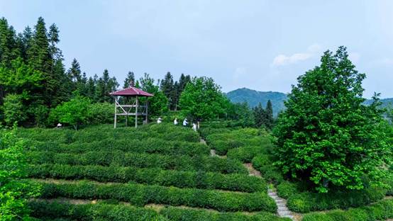 东至县木塔乡生态茶园