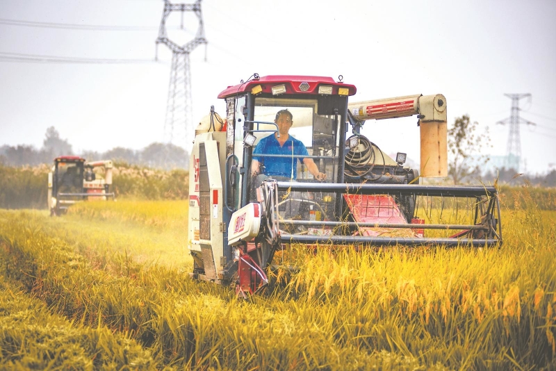 10月11日，来安县张山镇种粮大户在抢收水稻。.jpg