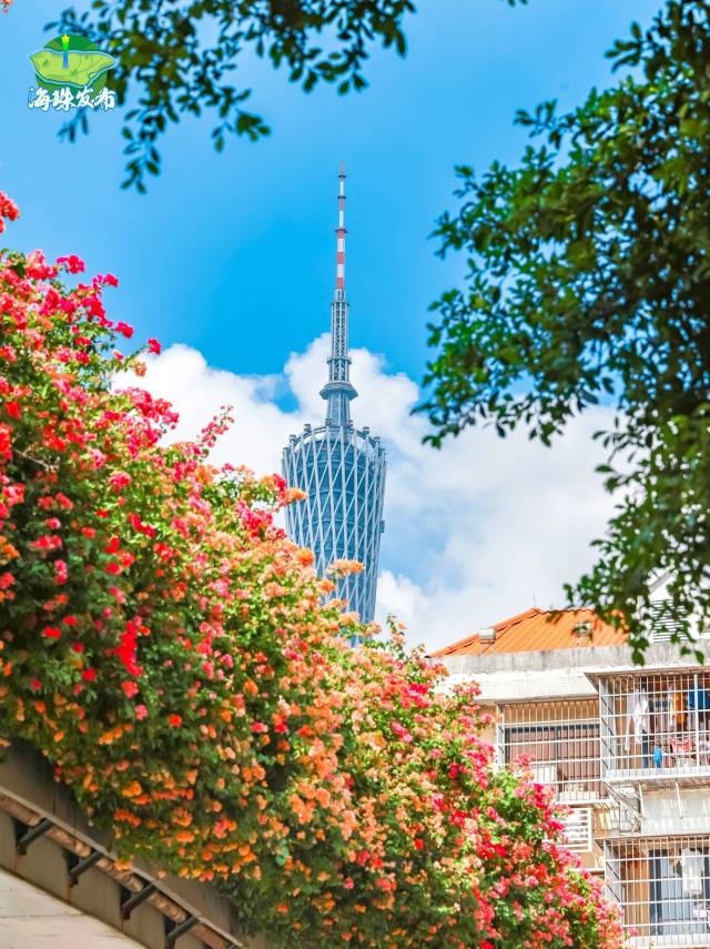 “簕杜鹃花瀑”已经爬满了广州的天桥、墙头和廊架。 图源：广州海珠发布