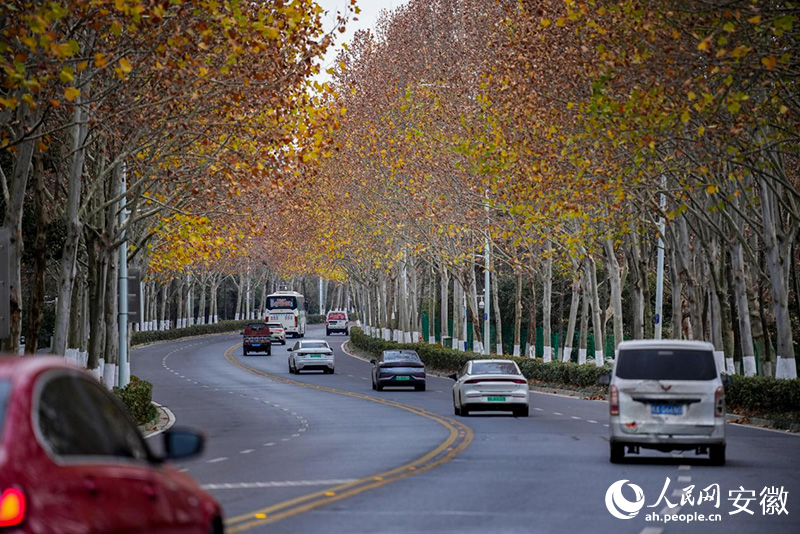 枫林路。人民网记者 苗子健摄