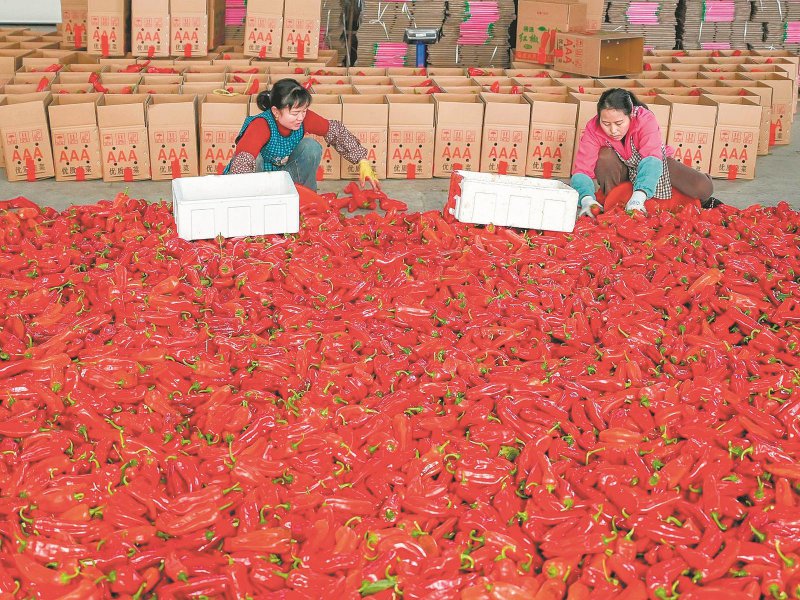 b15ea1b9111dcf7fd146fe9d73954b33_W020260119242125916055