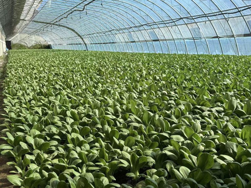 雪域沃野的农业现代化答卷——堆龙德庆区古荣设施农业园特色兴农实践