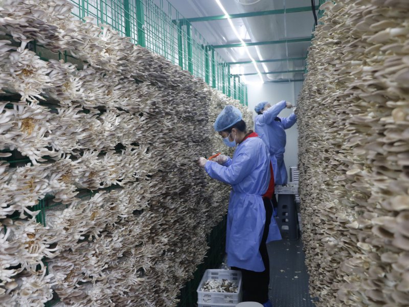 新春走基层 | 以智能制造助力食用菌生产