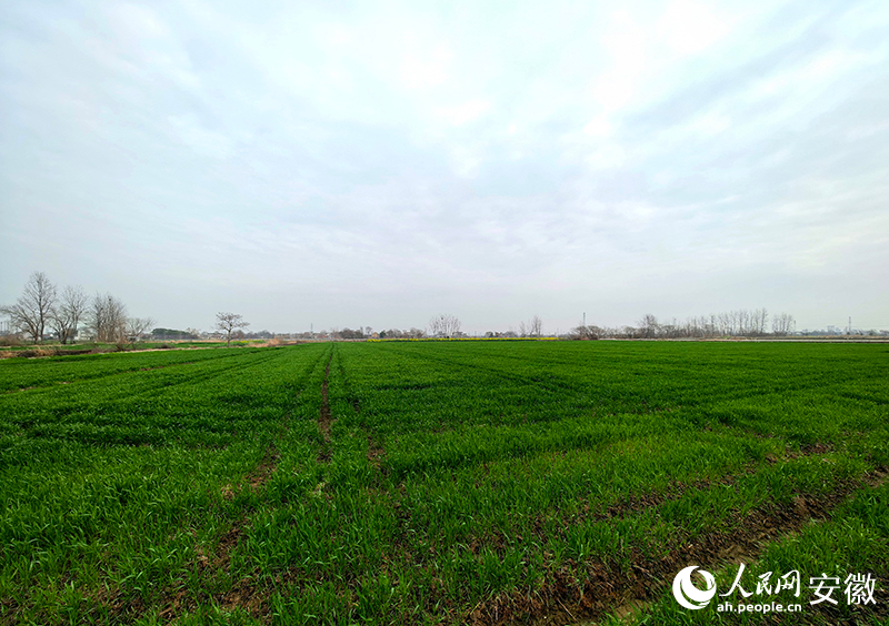 新春走基层︱不负春光话“粮景”