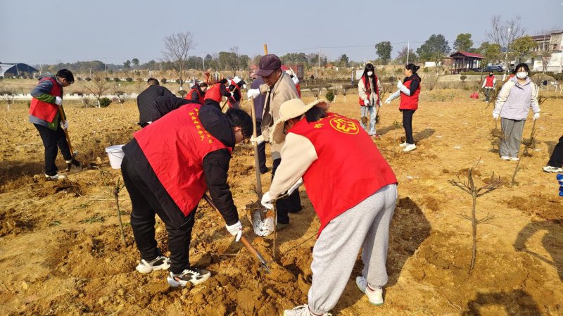 怀宁金拱镇：巾帼携手植新绿 月季飘香金山湖