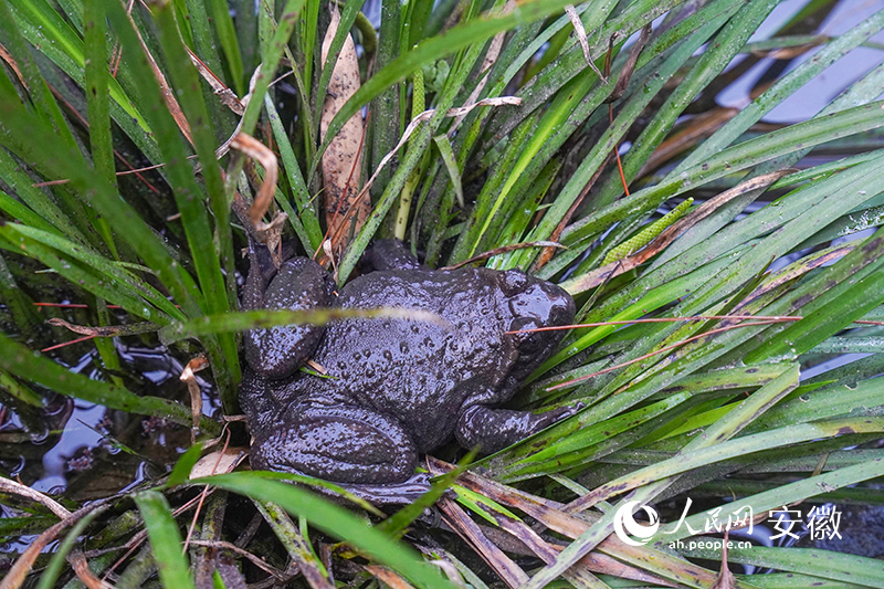 棘胸蛙。人民网记者 陈若天摄