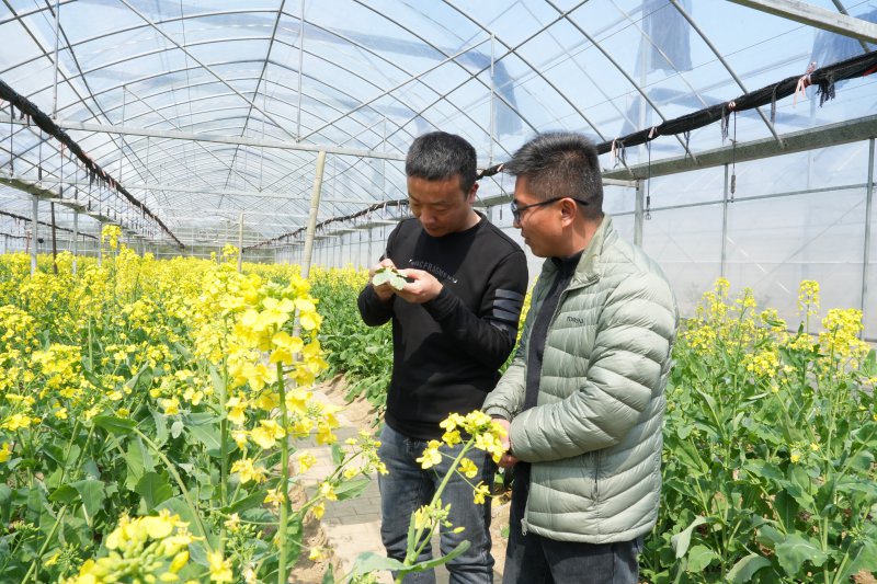 皖南烟叶公司开展烟田周边蚜虫带毒监测