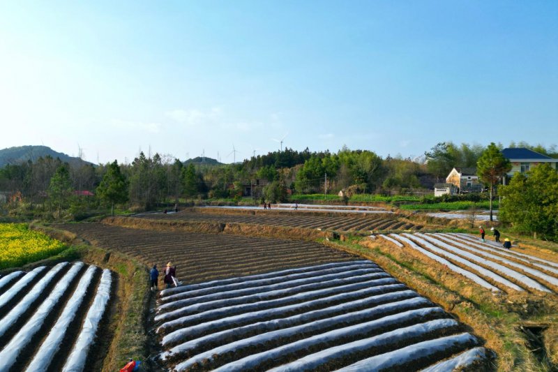 东至县青山乡：不负好春光 烟叶备耕忙