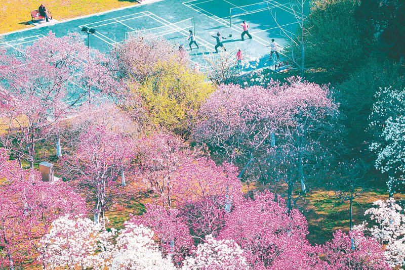 春日生机